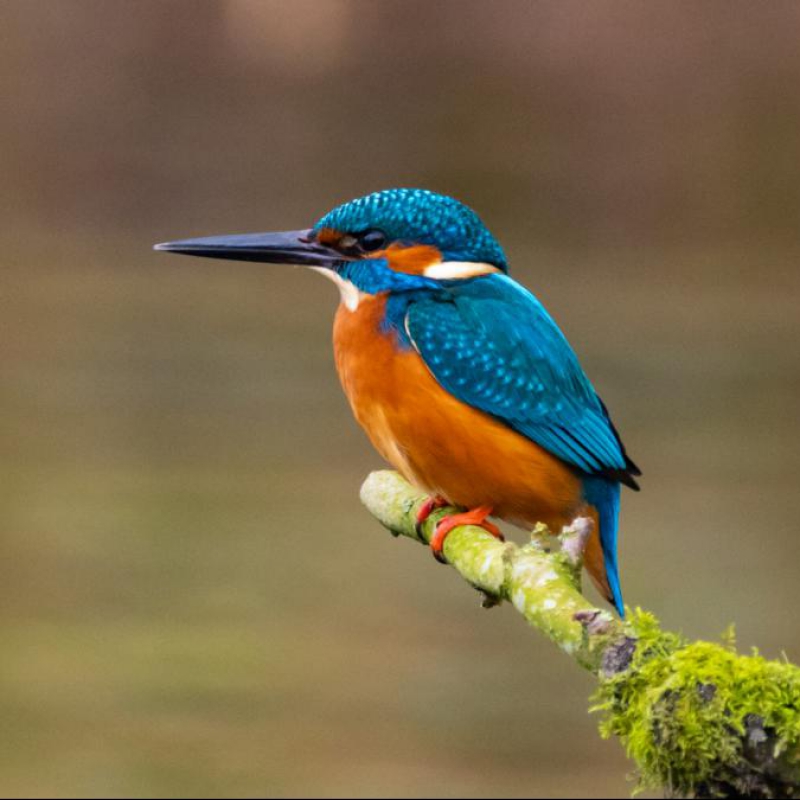 ijsvogel ijsvogel